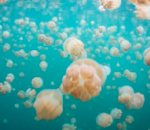 meduse Lac aux méduses
