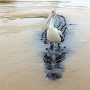 oiseau transport alligator Transport gratuit