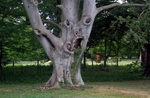 arbre visage Arbre difforme