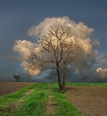 arbre Arbre nuage