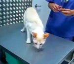 clip Comment immobiliser un chat ?