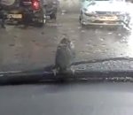 vidéo oiseau moineau essuie-glace