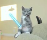 laser combat sabre Chatons Jedi