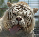 tigre blanc consanguin Trigre blanc consanguin