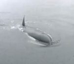 orque Une orque imite le moteur d'un bateau