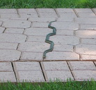 carrelage Serpent en forme de carrelage