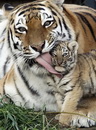 tigre langue Grosse léchouille
