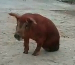 cochon handicap patte Cochon à deux pattes