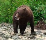 grizzly Un grizzly fait une charge d'intimidation