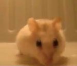 hamster Un hamster fait des backflips