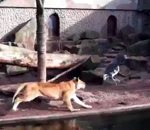 zoo lion heron Une lionne attrape un héron