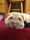 sourire Un chien sourit
