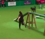 parcours Un chien crée la surprise lors d'un parcours d'agility