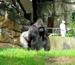 zoo lancer Gorille farceur