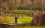 lemurien Un lémurien montre ses biceps
