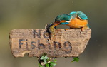 interdit oiseau Interdit de pêcher