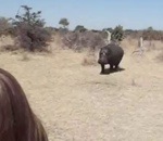 safari Un hippopotame charge