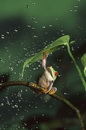 pluie Une grenouille se protège de la pluie