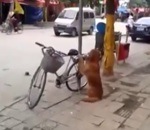 chien porte-bagages garde Un chien garde un vélo