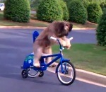 norman Norman le chien fait du vélo