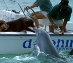 dauphin Un dauphin embrasse un chien