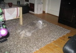 tapis Chien camouflage