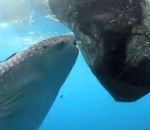 sucer Un requin-baleine suce un filet de pêche