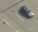 cane Une canne et ses canetons traversent une autoroute