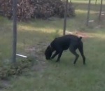 cloture Un chien fait pipi sur une clôture électrique