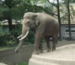 elephant homme caca Un éléphant enfoiré