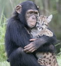 singe Un chimpanzé s'occupe d'un bébé puma