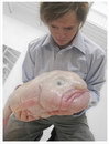poisson Le blobfish, un poisson rare et moche