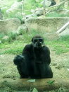 gorille  Un gorille fait un doigt