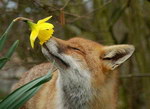 renard Un renard sent une fleur