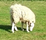 tete mouton Mouton avec la tête à l'envers