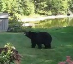 femme ours crie Une femme fait peur à un ours