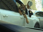 tigre Un tigre dans une voiture