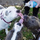 eau chien Grosse soif