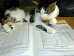 crayon Un chat fait ses devoirs