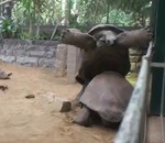 artis zoo dos Combat de tortues