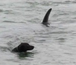 orque Des orques, un chien et un plongeur