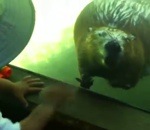 zoo enfant vitre Un castor fait coucou
