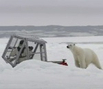cameraman Homme dans une cage vs Ours polaire