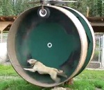 husky Une roue de hamster pour chien