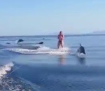 femme Wakeboard avec des dauphins