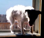 saut Un chien passe par la fenêtre