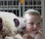 avril Funny Baby Panda Kiss