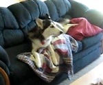 tetu chien Un husky dans le canapé veut regarder la télé
