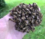 abeille essaim main La main dans un essaim d'abeilles
