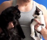 musculation chat Faire sa musculation avec ses chats